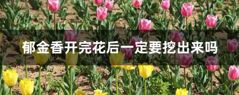 郁金香开完花后一定要挖出来吗