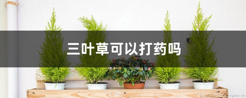 三叶草可以打药吗