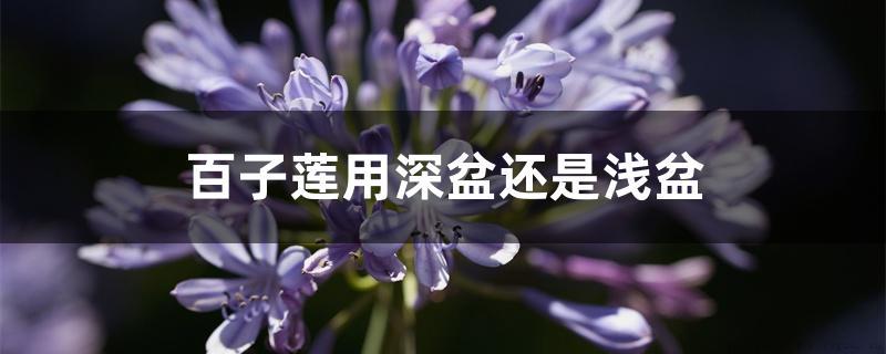 百子莲用深盆还是浅盆