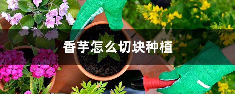 香芋怎么切块种植，什么季节种植