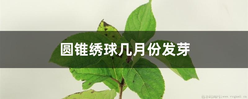 圆锥绣球几月份发芽