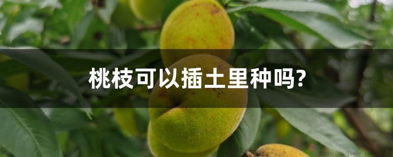 桃枝可以插土里种吗