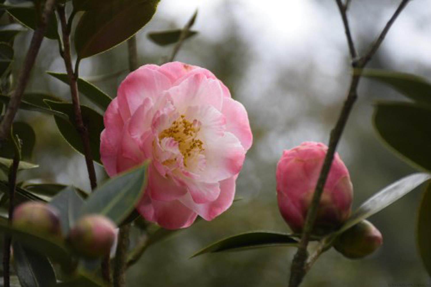 茶花怎么过冬，冬天会冻死吗