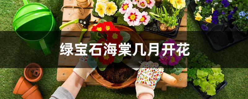 绿宝石海棠几月开花