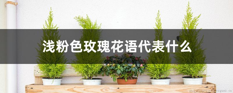 浅粉色玫瑰花语代表什么