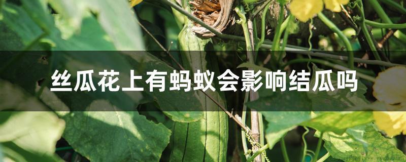 丝瓜花上有蚂蚁会影响结瓜吗