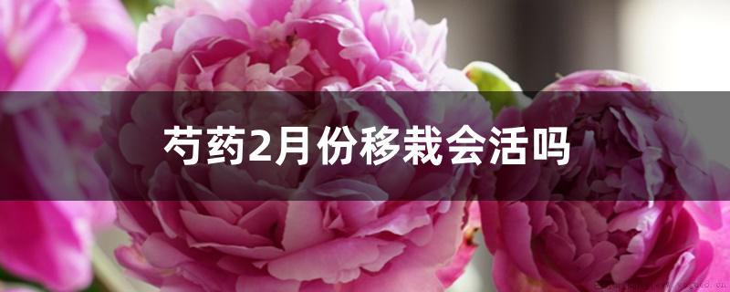 芍药2月份移栽会活吗