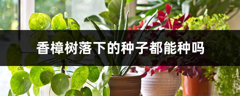 香樟树落下的种子都能种吗，种子种植方法