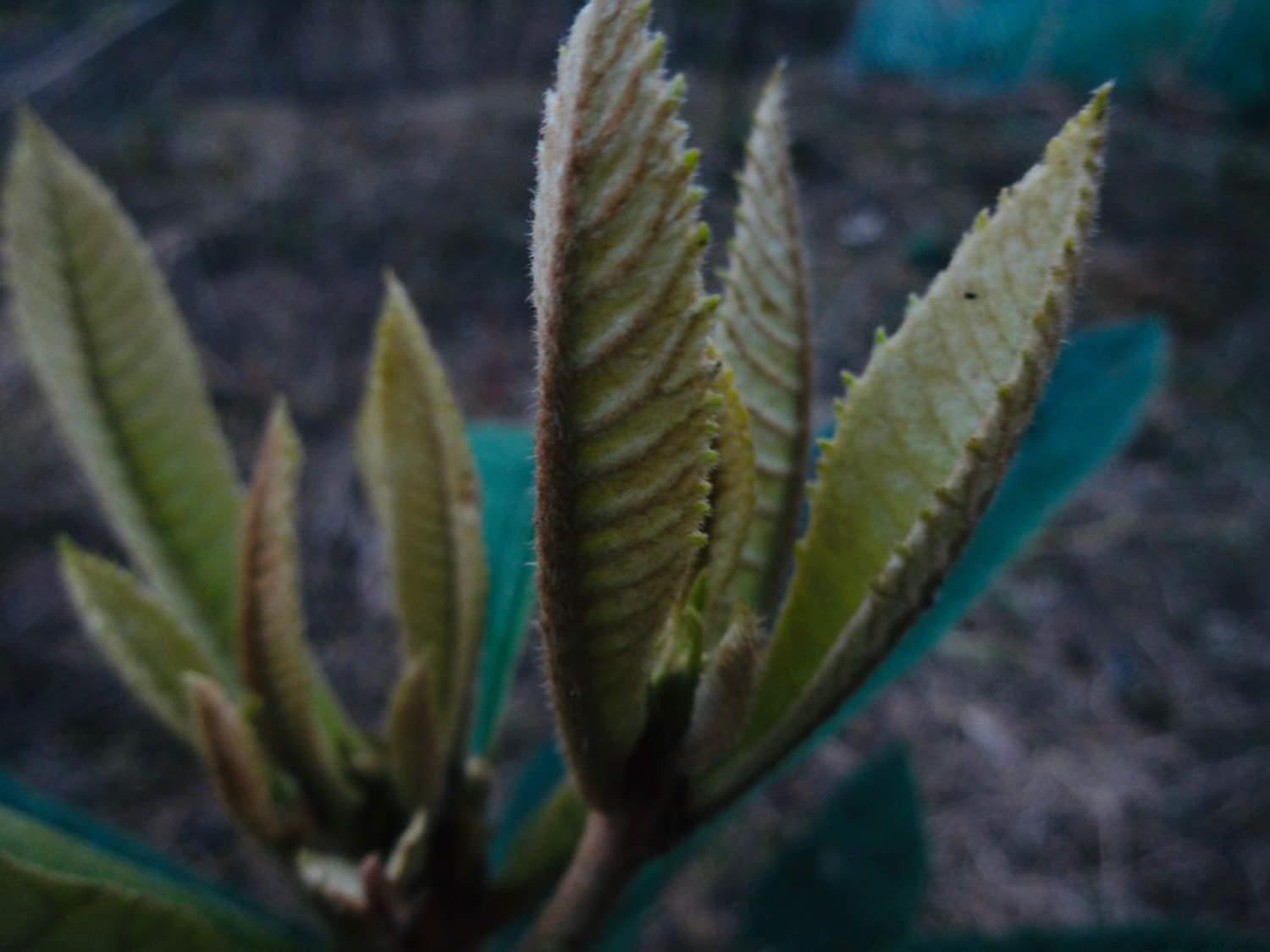 枇杷修剪季节和方法