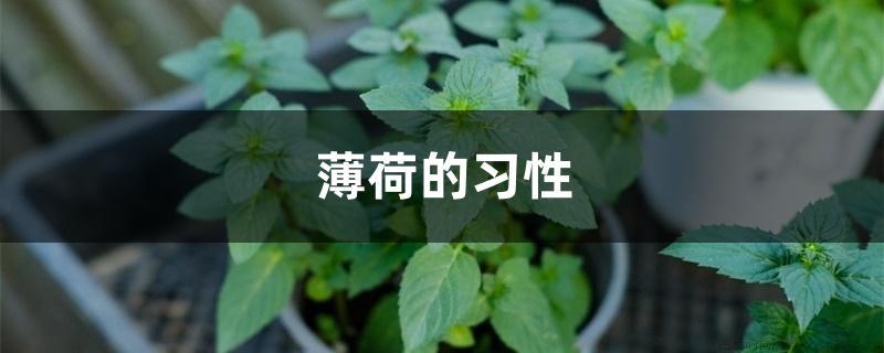 薄荷的习性