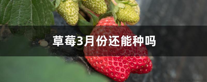 草莓3月份还能种吗