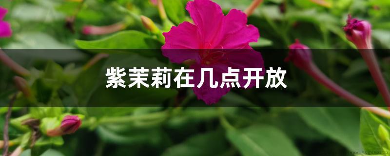 紫茉莉在几点开放