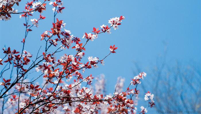 春天开白花的树