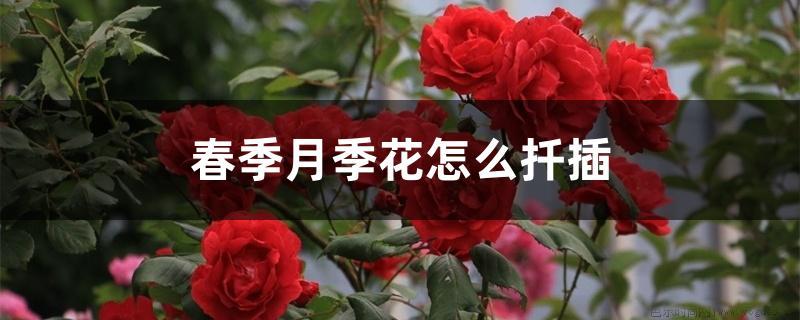 春季月季花怎么扦插