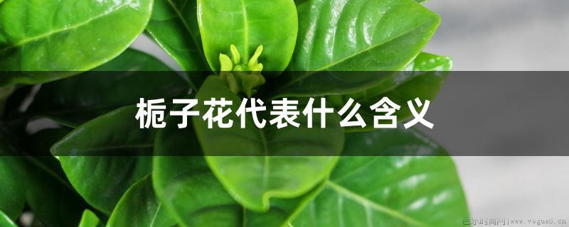 栀子花代表什么含义