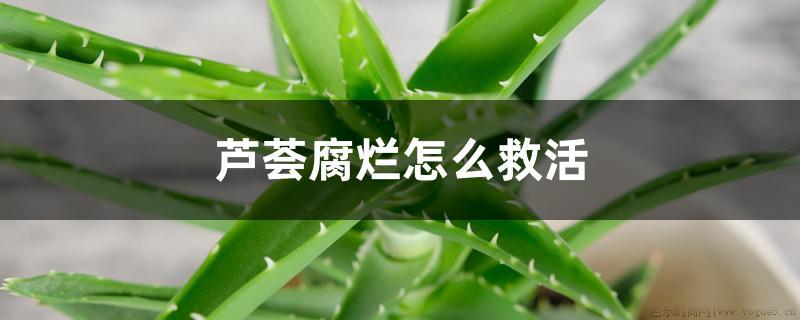 芦荟腐烂怎么救活