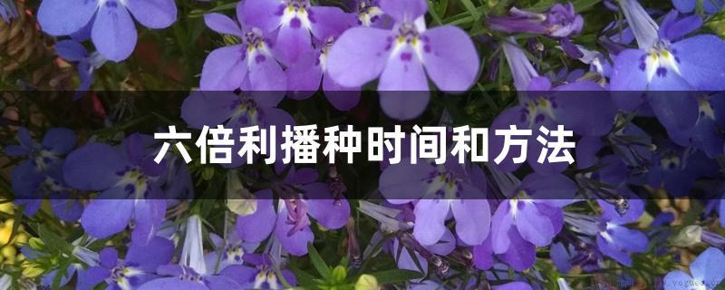 六倍利播种时间和方法