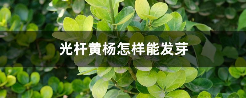 光杆黄杨怎样能发芽