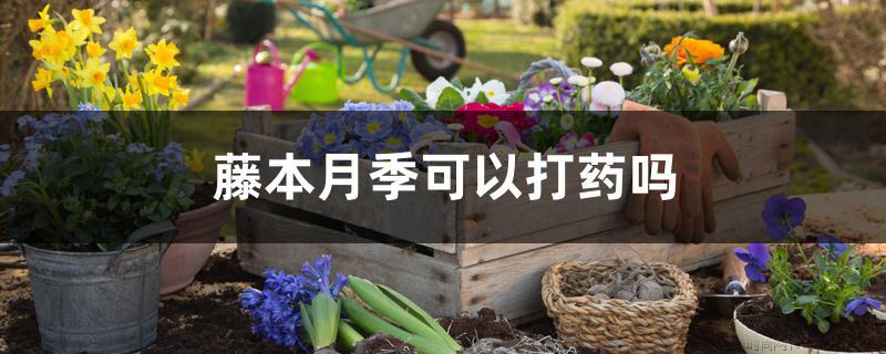 藤本月季可以打药吗