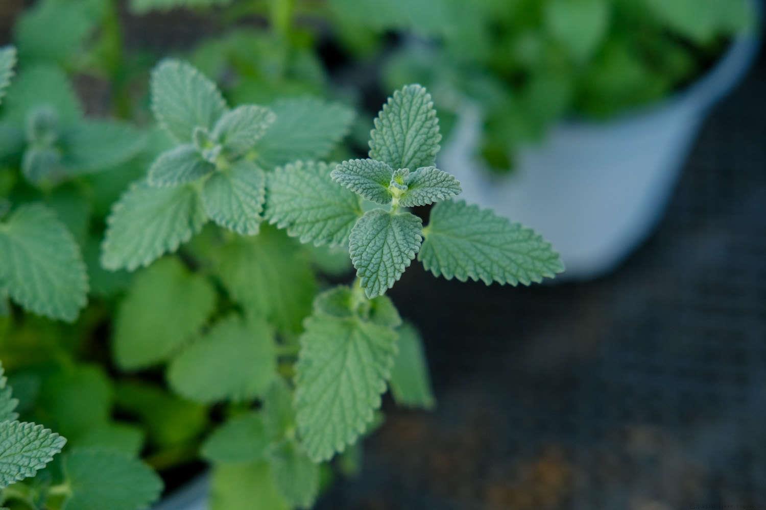 食用薄荷种子怎么种植，种子需要泡一下吗