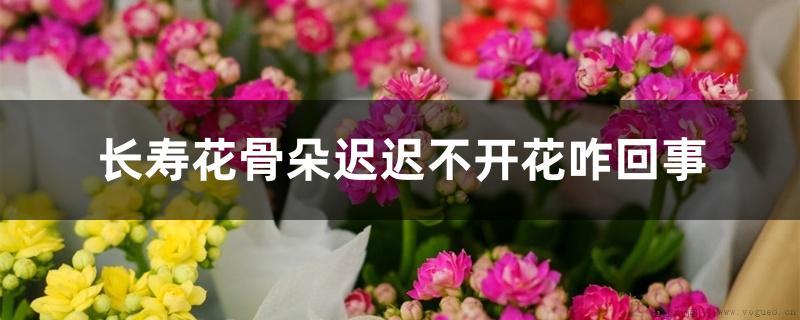 长寿花骨朵迟迟不开花咋回事