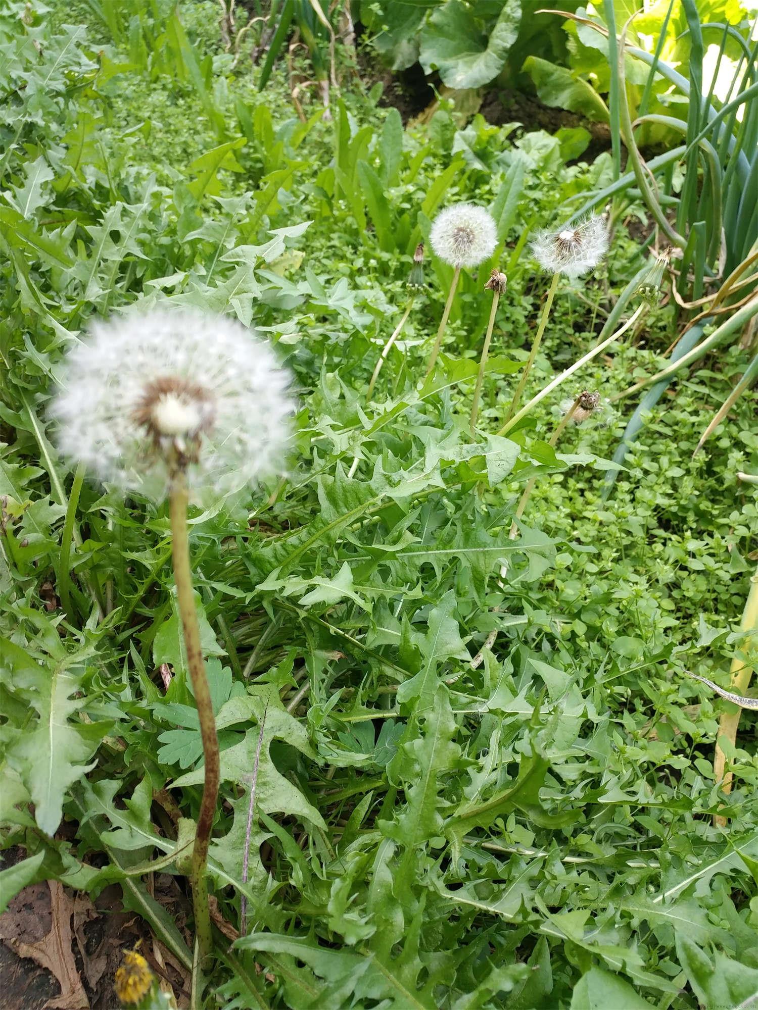 花叶滇苦菜和蒲公英的区别，是一种吗