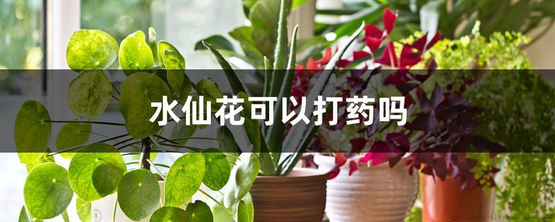 水仙花可以打药吗