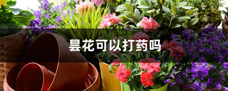 昙花可以打药吗