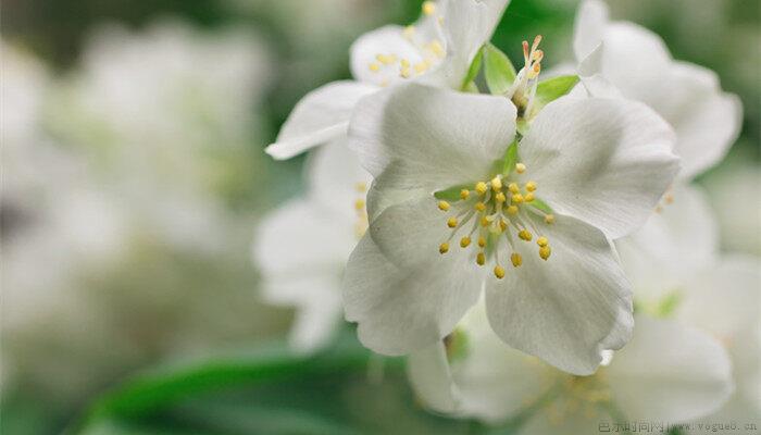 茉莉花叶子卷怎么回事