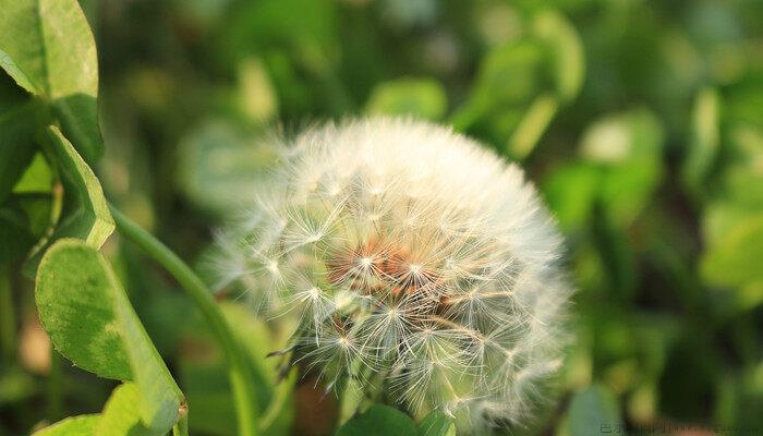 蒲公英茶可以天天喝吗