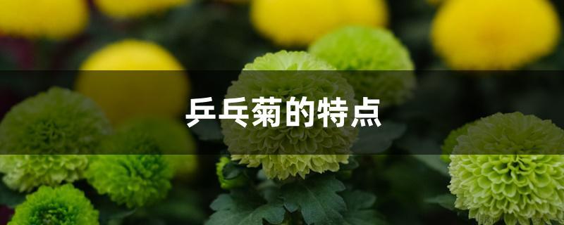 乒乓菊的特点