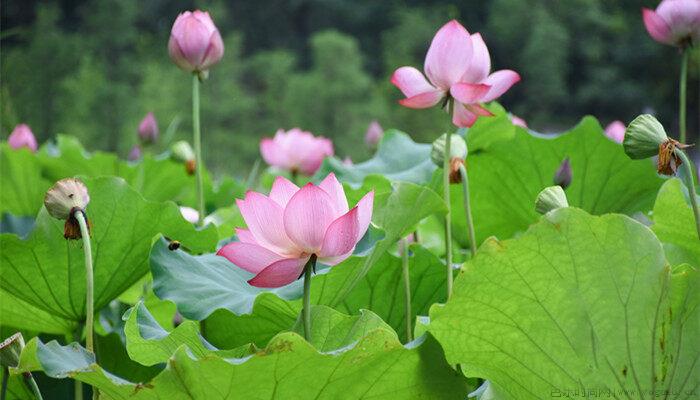 碗莲种子的种植方法