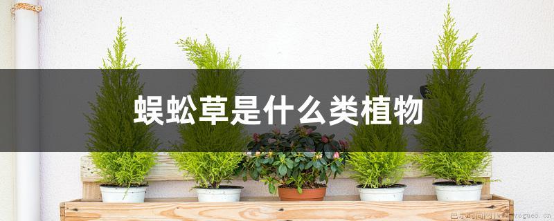 蜈蚣草是什么类植物