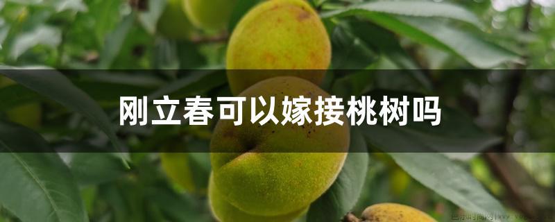 刚立春可以嫁接桃树吗