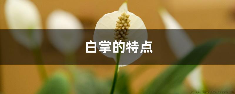 白掌的特点