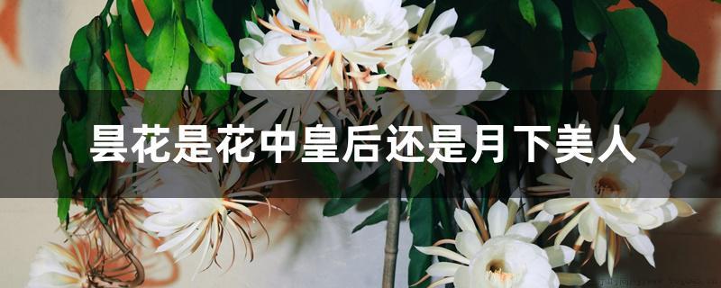 昙花是花中皇后还是月下美人