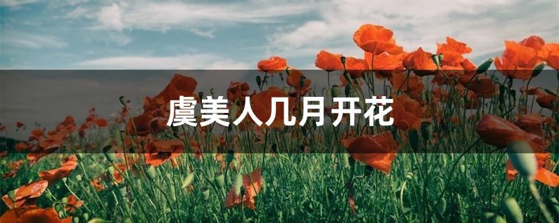 虞美人几月开花