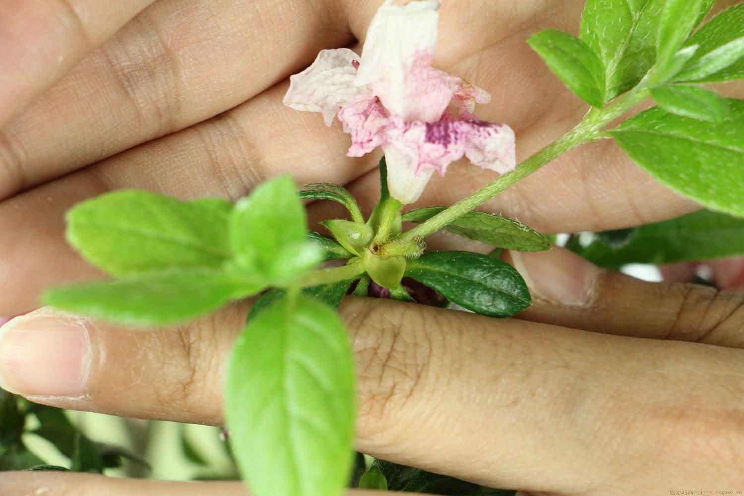 杜鹃的花期在什么时候