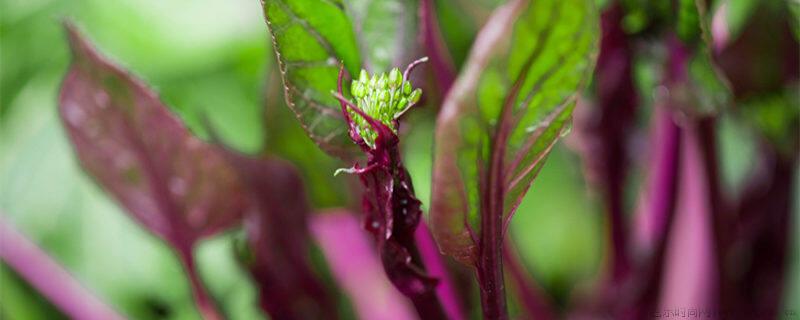 红菜苔种植时间和方法