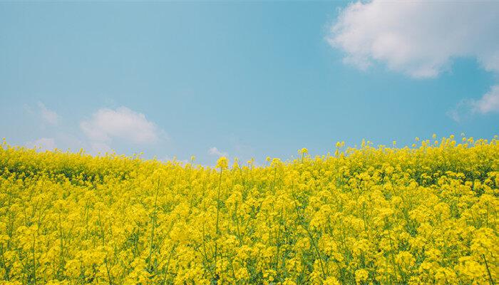 油菜花几月份开花