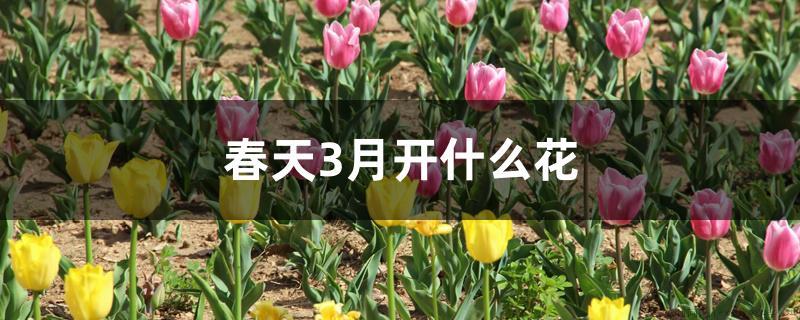 春天3月开什么花