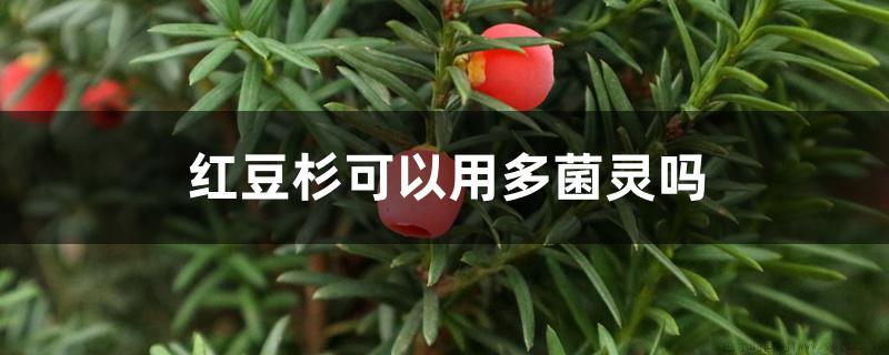 红豆杉可以用多菌灵吗