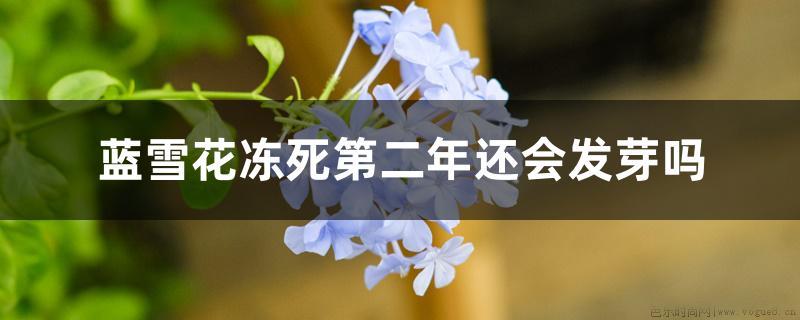 蓝雪花冻死第二年还会发芽吗