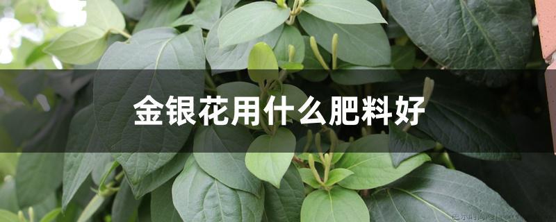 金银花用什么肥料好