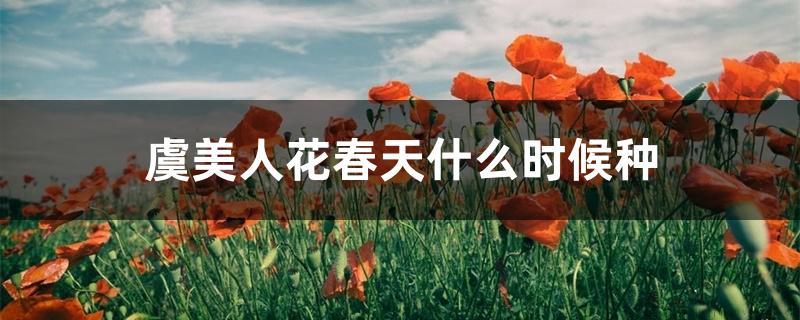 虞美人花春天什么时候种