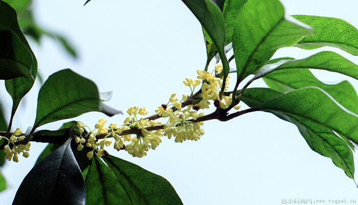 桂花树结果是怎么回事