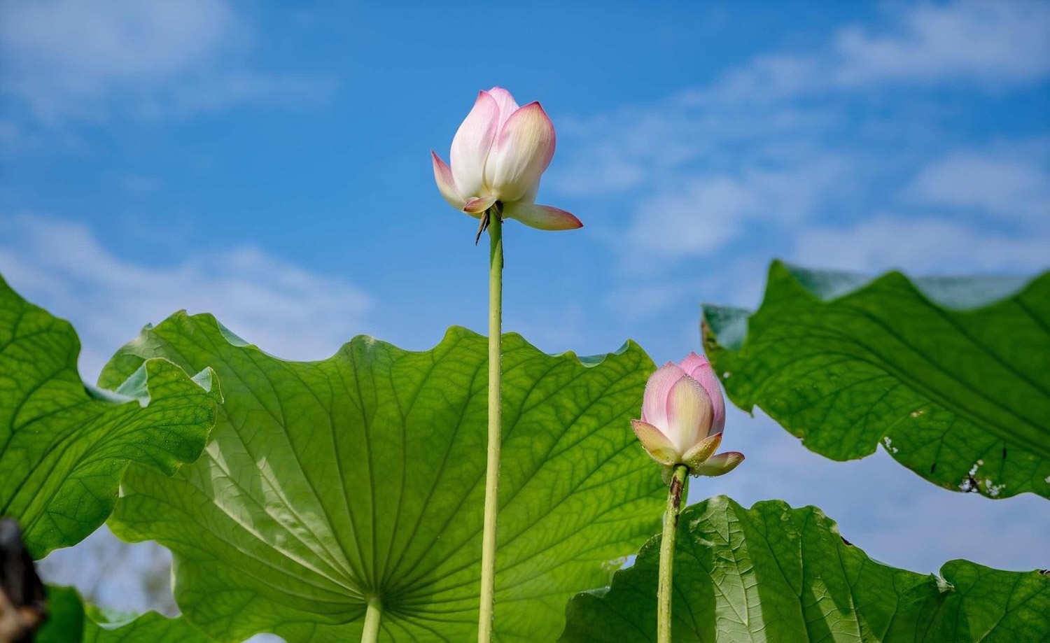 荷花叶子不站起来还烂怎么办，怎么避免