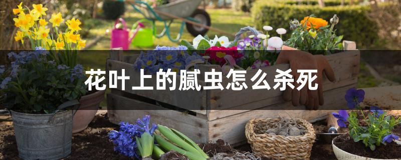 花叶上的腻虫怎么杀死