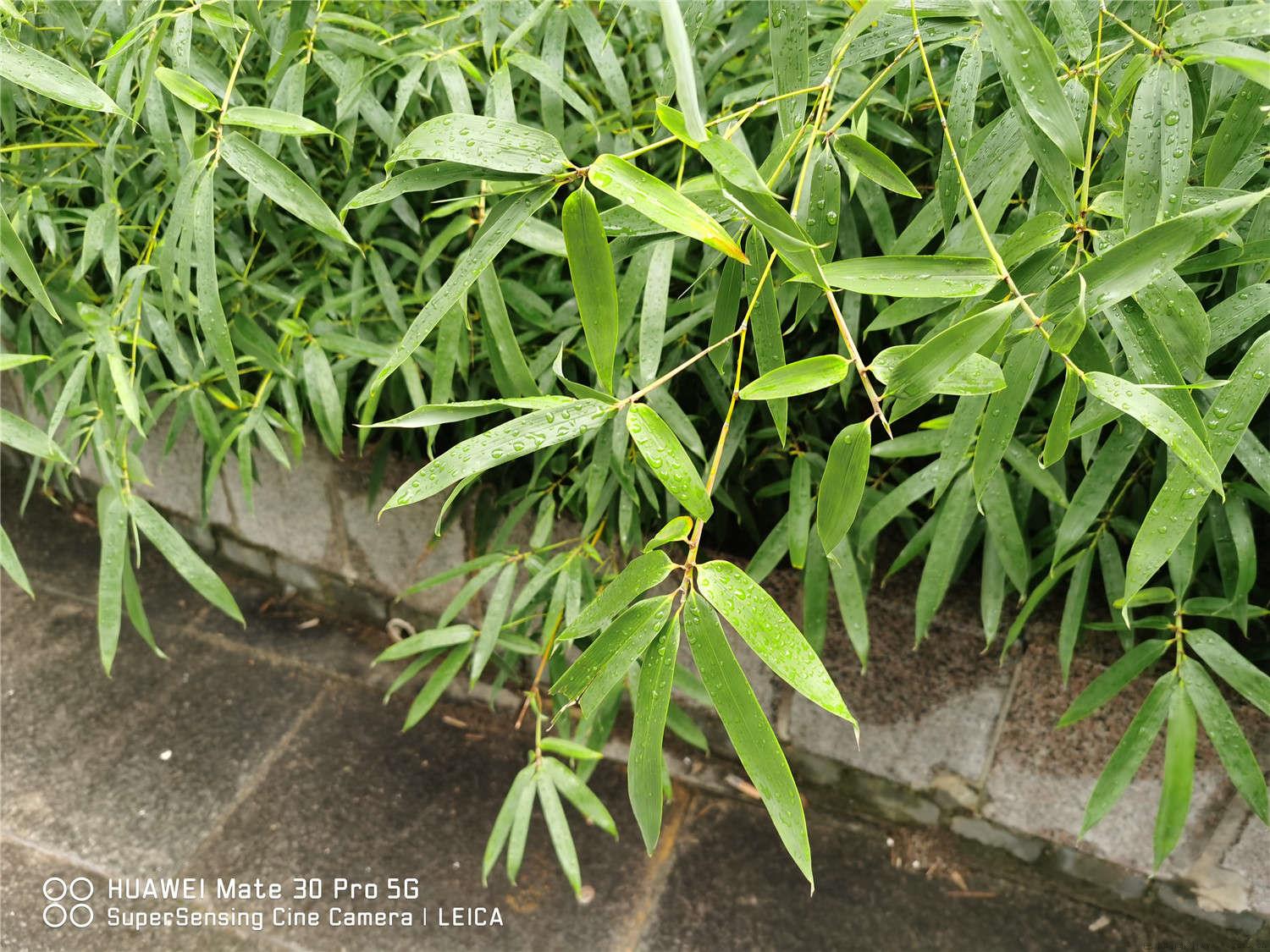 竹子怎么移栽才能成活，栽植的最佳时间