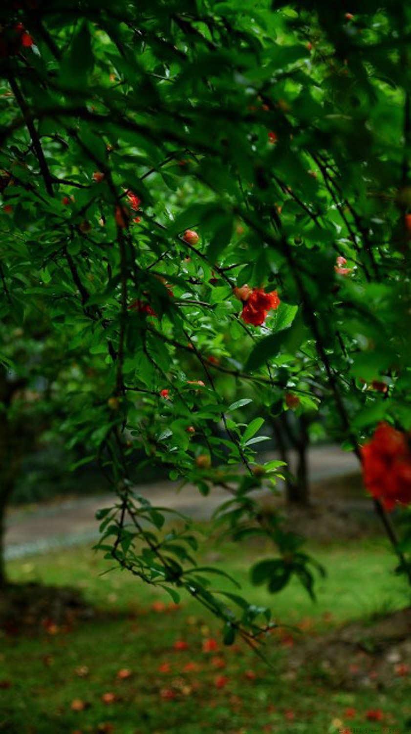 石榴籽能种出来吗，怎么种才能发芽